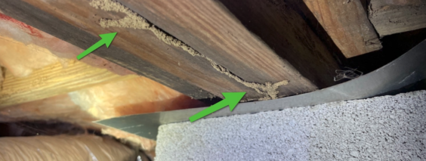 Wood Destroying Organism Inspection during Murfreesboro Home Inspection